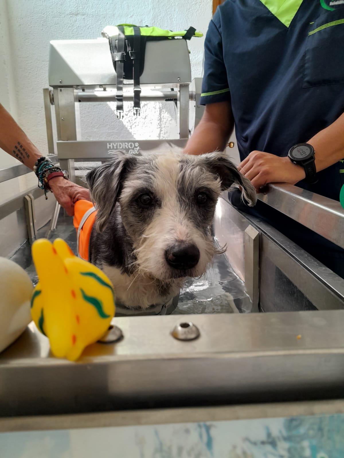 https://vetlife.mx/wp-content/uploads/2024/08/IMG-20240316-WA0058.jpg