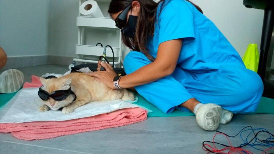 https://vetlife.mx/wp-content/uploads/2024/08/OBJETIVOS-DE-LA-REHABILITACION.jpg
