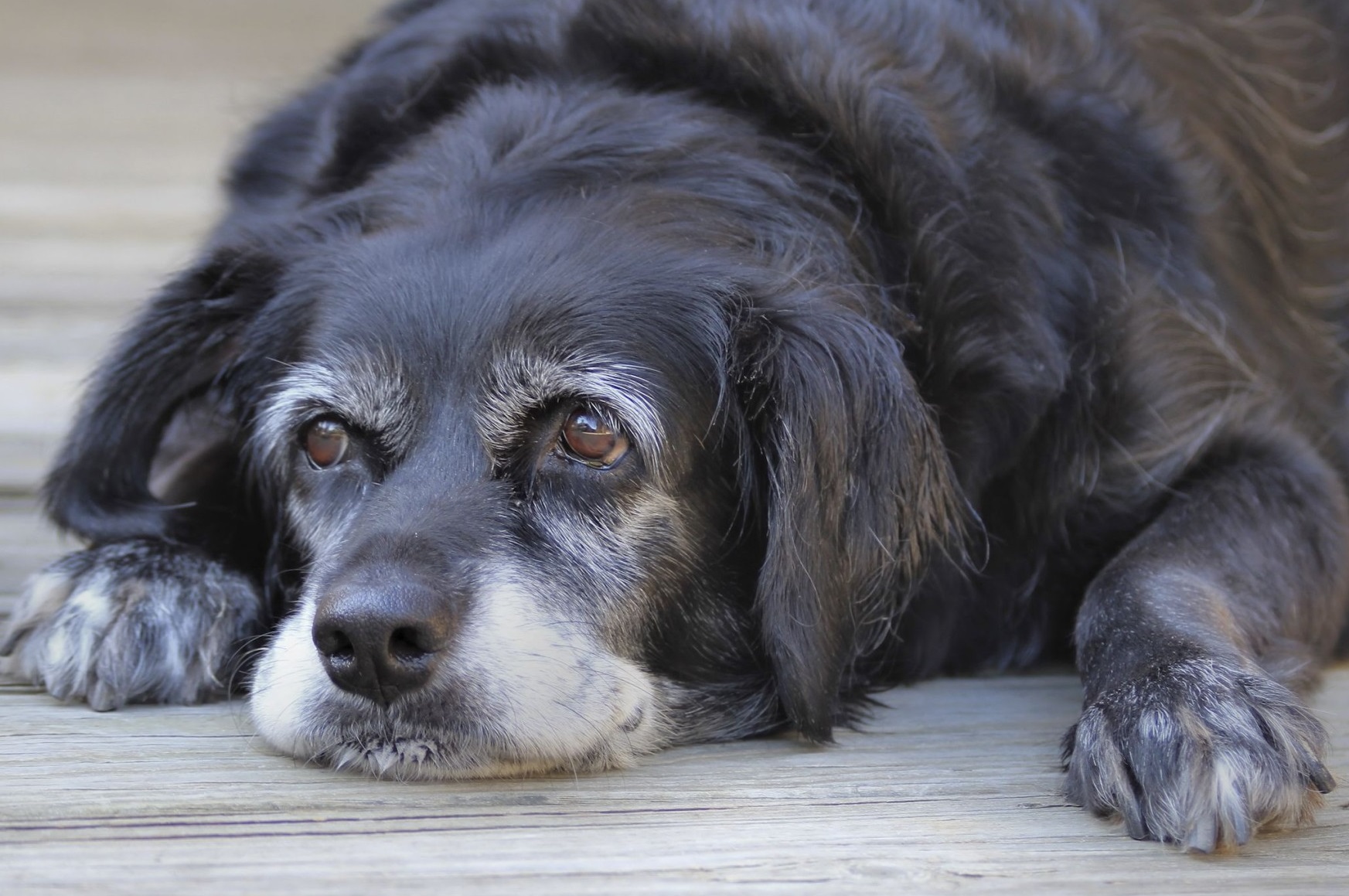 https://vetlife.mx/wp-content/uploads/2024/08/perro-viejo.jpg