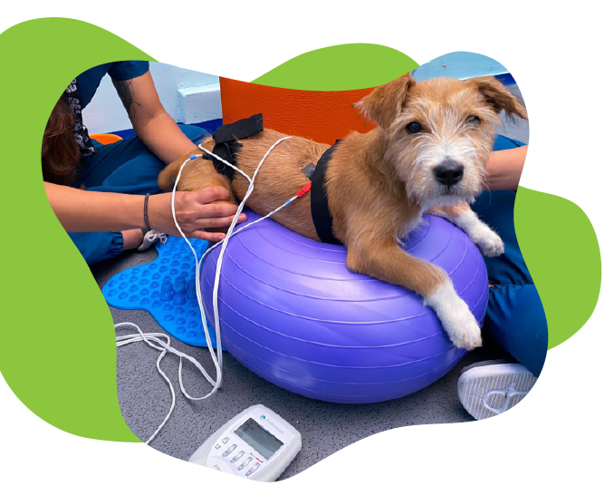 https://vetlife.mx/wp-content/uploads/2024/12/banner-vetlife-12.png