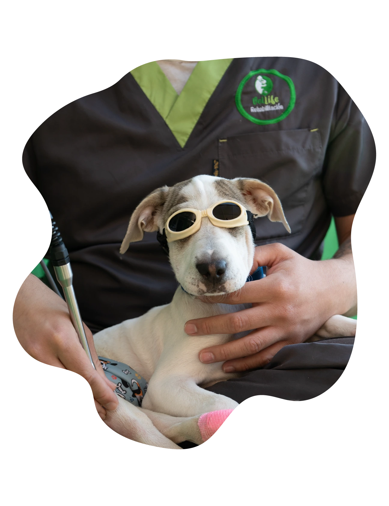 https://vetlife.mx/wp-content/uploads/2026/02/3.webp